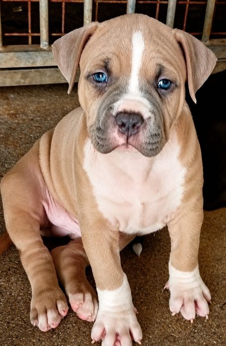 American Staffordshire Terrier