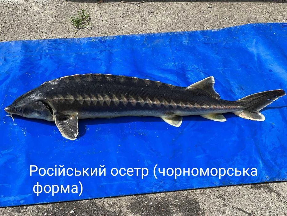 Зарибок - малок : Роло ; Ленка ; Російський осетр та інші види