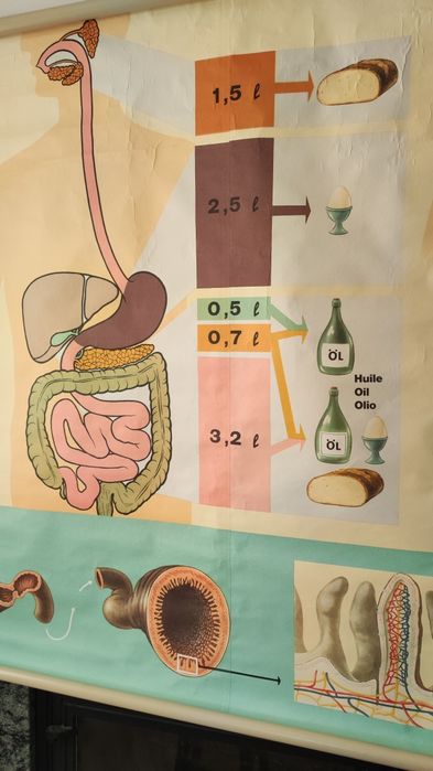 Mapa escolar antigo - Sistema digestivo, gástrico, órgãos corpo humano