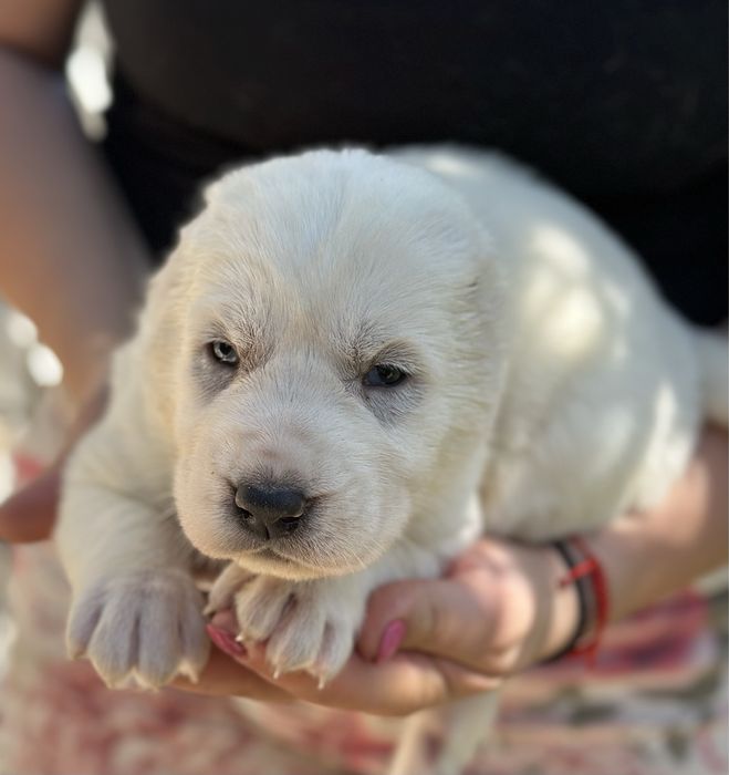 Среднеазиатская овчарка