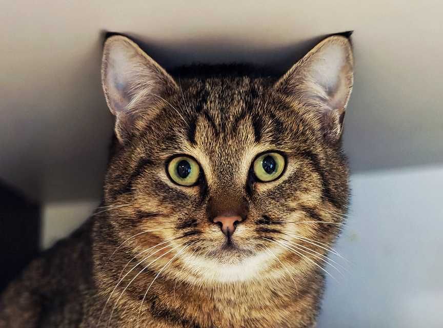 Смугастий котоДжмелик чудовий компаньйон! Коти кошеня кіт