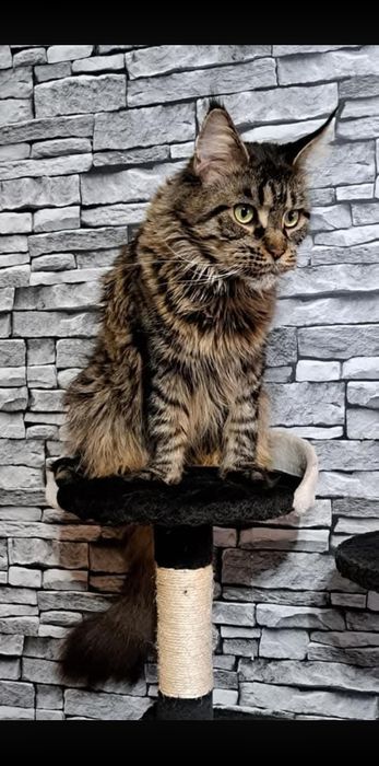Kotka Maine Coon po Grand International Champion