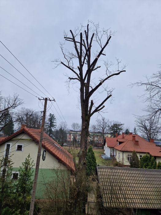 Wycinka drzew, wycinka tui, usługi rębakiem, frezowanie pni,