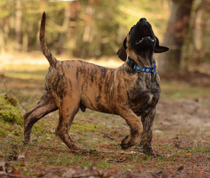 Presa/dogo canario/dog kanaryjski ZkwP FCI