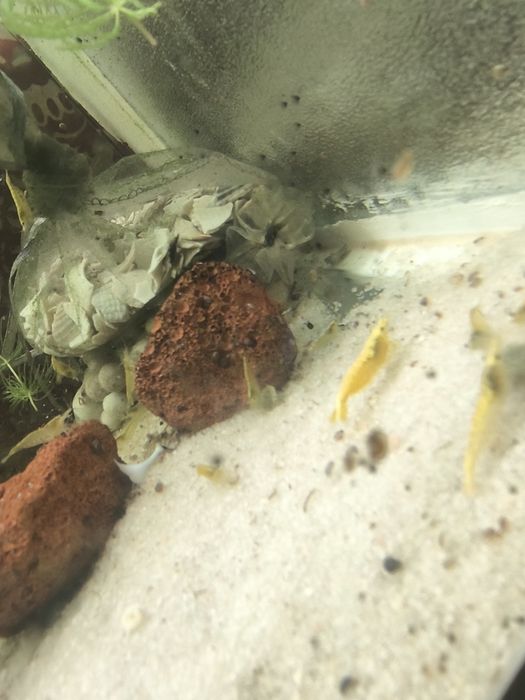 Neocaridina Yellow

(Yellow Sakura, Yellow Fire, or Neon Yellow) 
Yellow Sakura gold black e néon Yellow gold back