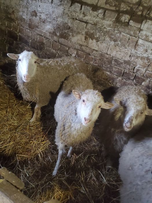 Продам вівці , ягнята