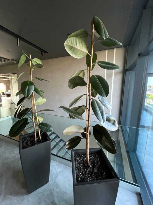 Фікус каучуковий 1.5м 2 шт в наявності