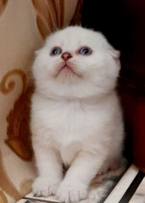 Білосніжний хлопчик
