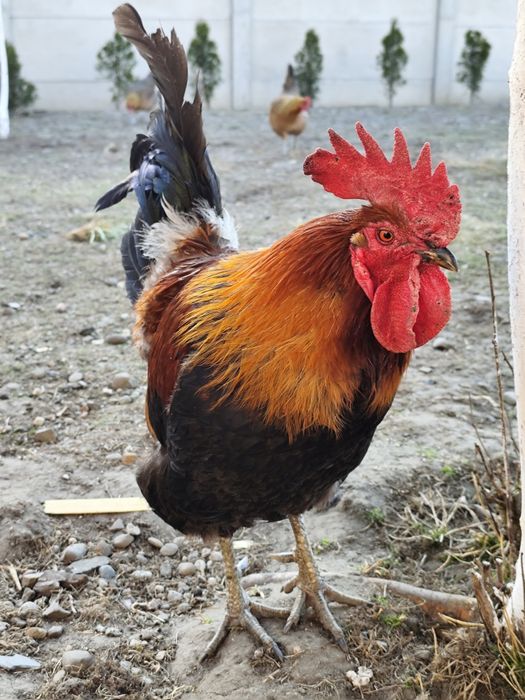 Jaja lęgowe Zielononóżki Kuropatwianej