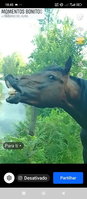 Cavalo inteiro trutador 4 anos