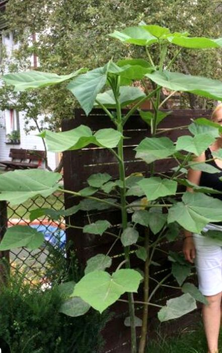 Drzewo tlenowe paulownia WYSYŁKA