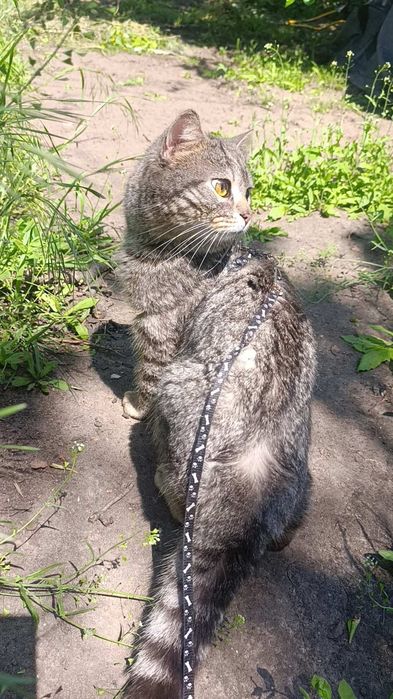 Віддам котика британець прямовухий