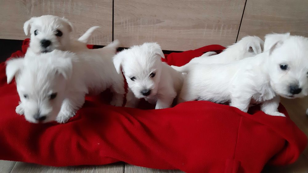 West Highland White Terrier