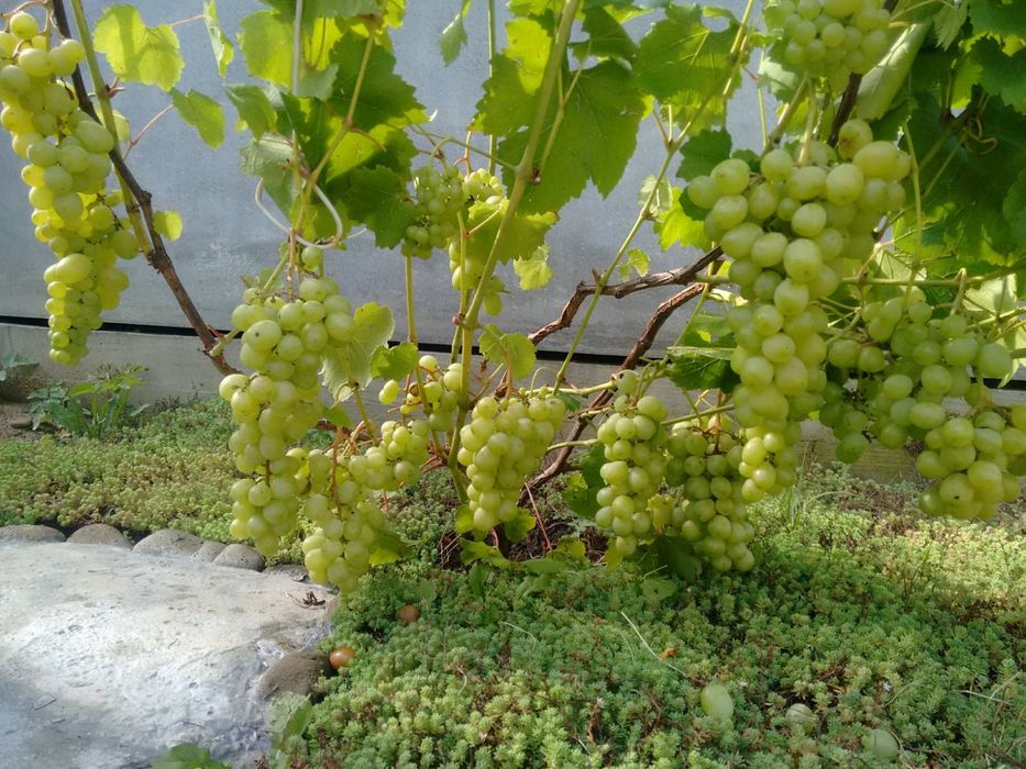 Виноград, Саджанці, Ізабелла, Лідія, Мускат, Одеський чорний, Синій