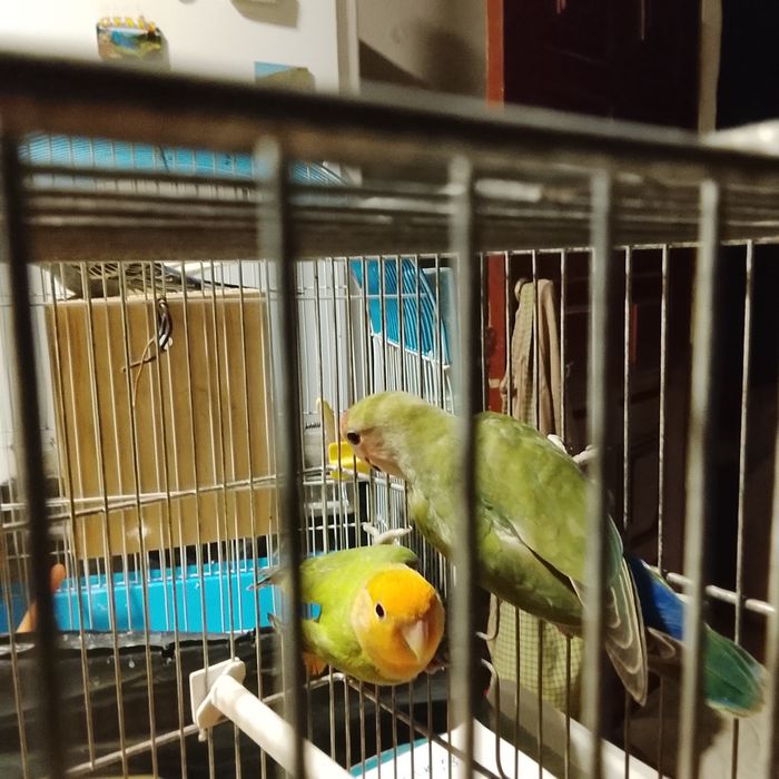 Vendo casal Agapornis