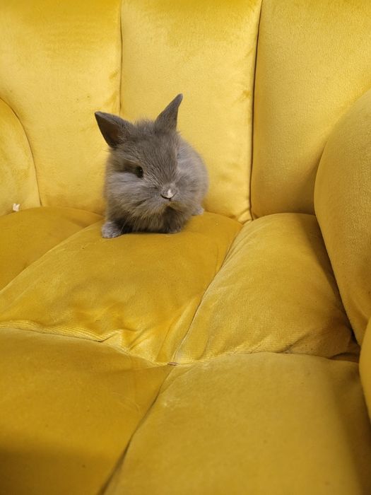Malutkie króliczki rasy HERMELIN