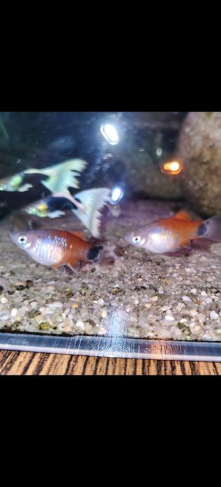 Platka platynka samice