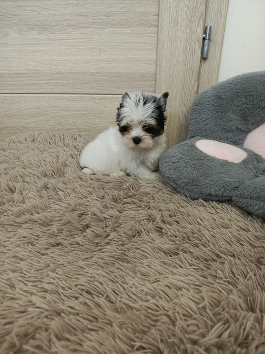 Yorkshire terrier biewer piesek