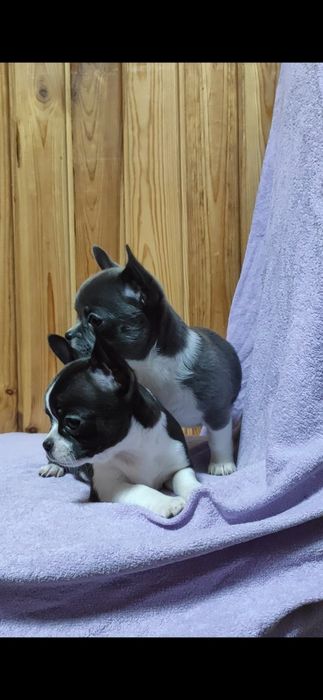 Пропоную дівчинку  чіхуахуа