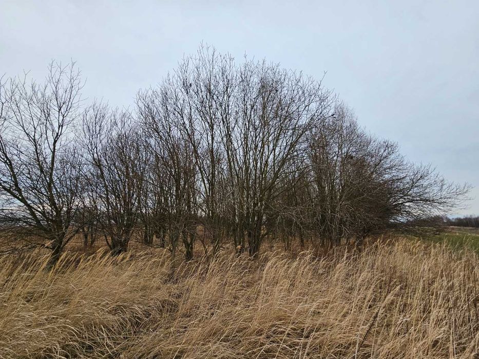 Działka leśna, las, Zgłobień