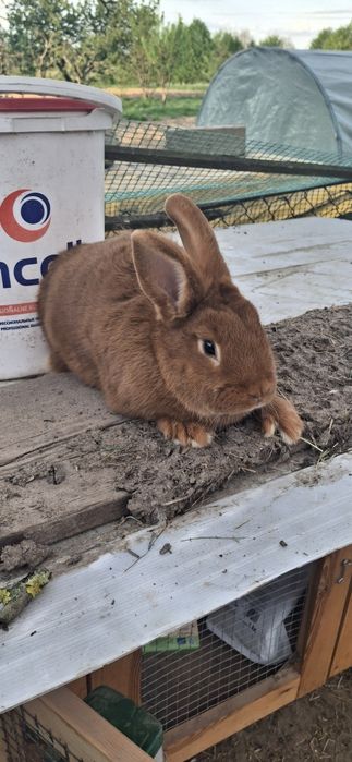 Samica nowozelandzka czerwona