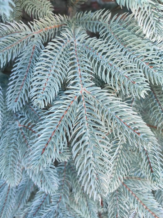 Ялинка лита штучна швейцарська зелена голуба ёлка литая искуственная