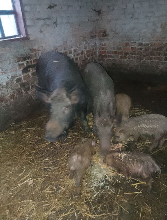 Продам свині кабан   матка