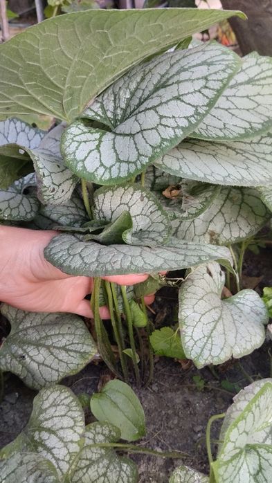 Брунера.              .