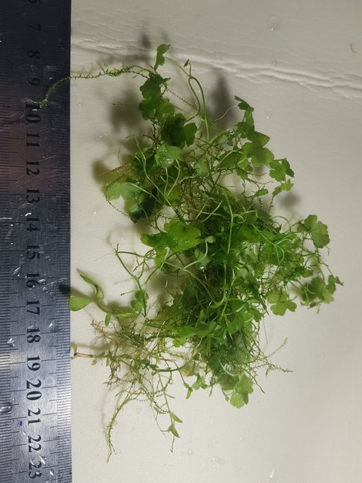 Продам  акваріумні рослини