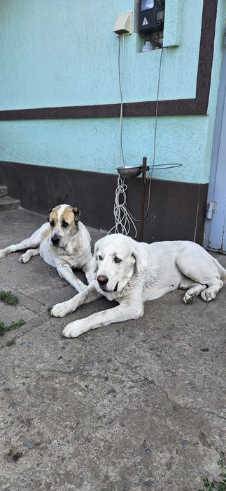 Віддам алабая азіатська вівчарка