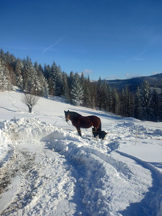 Sprzedam klacz zimnokrwistą