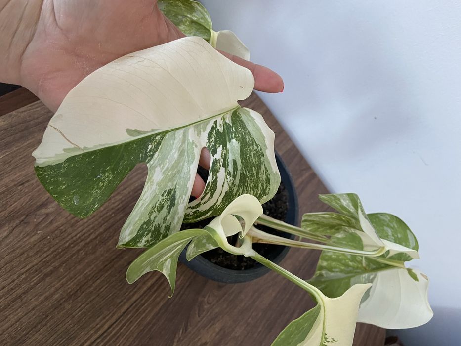 Monstera variegata