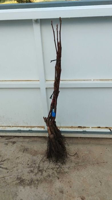 Nogueiras enxertadas