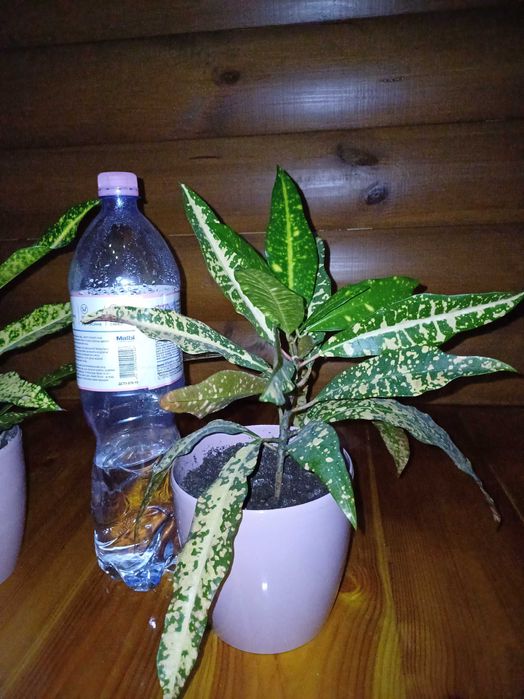 Кротон Gold кімнатна рослина