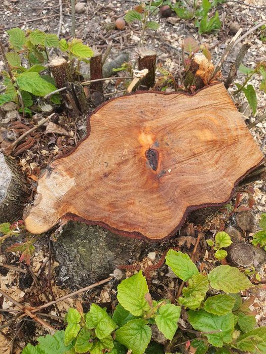 Drewno oddam. Drewno z sadu leszczyny do wycinki