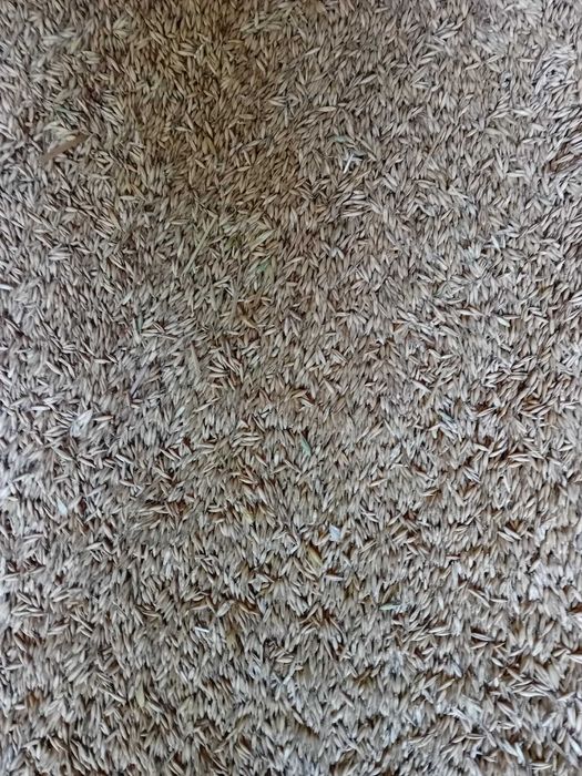 Sprzedam owies ozimy snowbird i wiosenny rambo