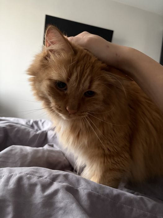 Передержка животных ситтер зооняня