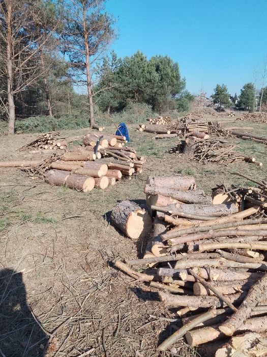 Drewno sosnowe sprzedam