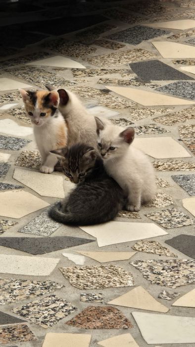 Gatinhos para adoção responsável