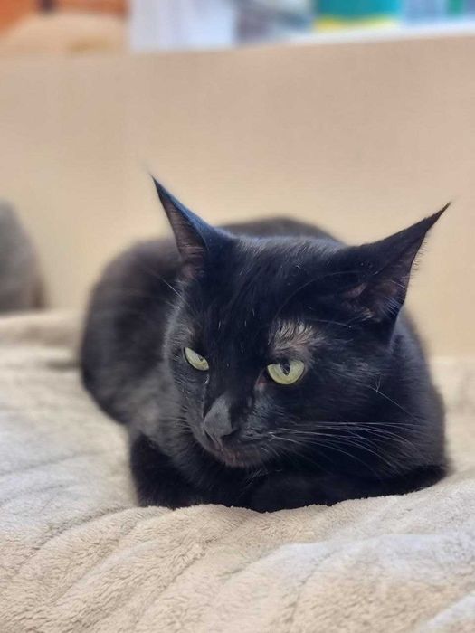 Віддам кота в добрі руки