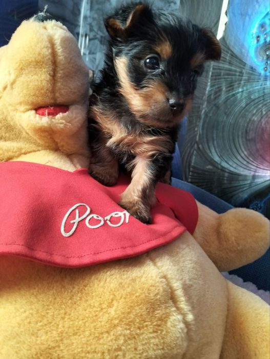 Щенки Йорширский Терьер