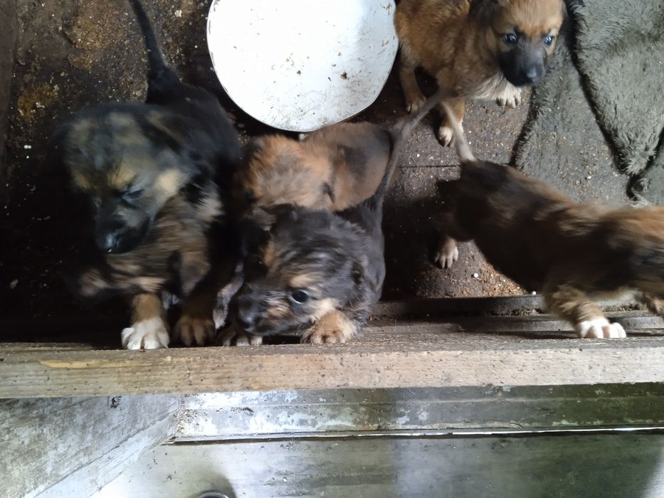 Віддам в добрі руки цуцинят вівчарки