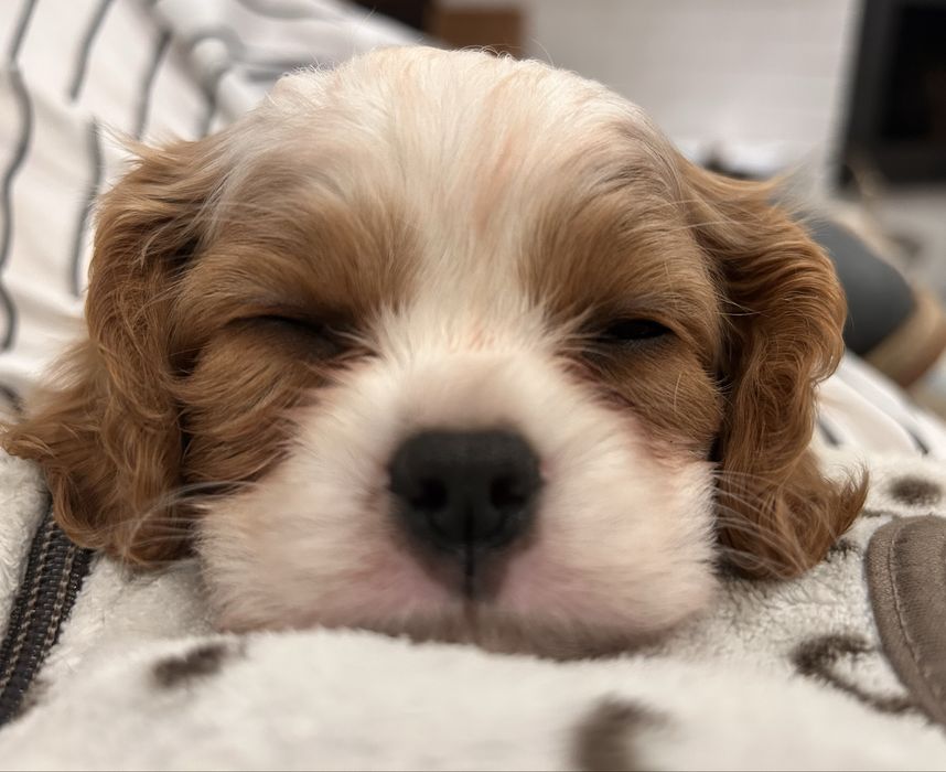 Cavalier king charles spaniel