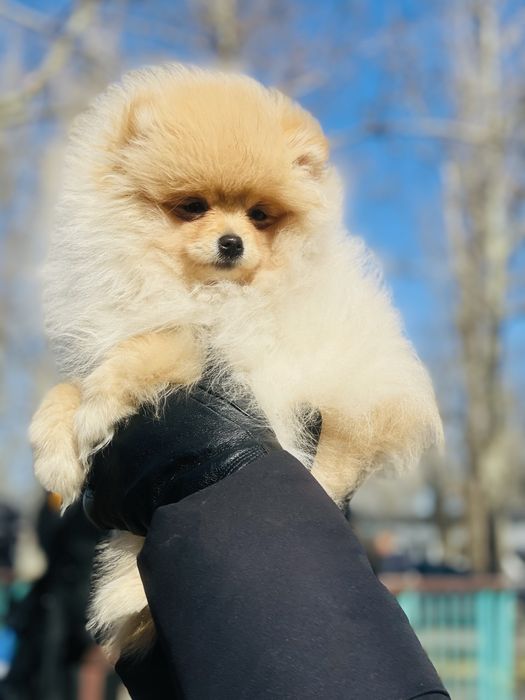 Мини мишка девочка