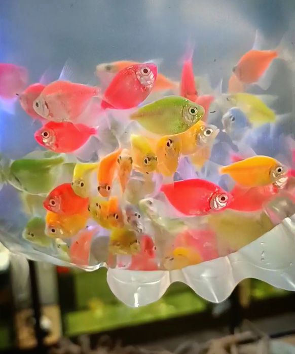 Тернеція глофіш, акваріумні рибки, Тернеция GloFish, светящиеся рыбки