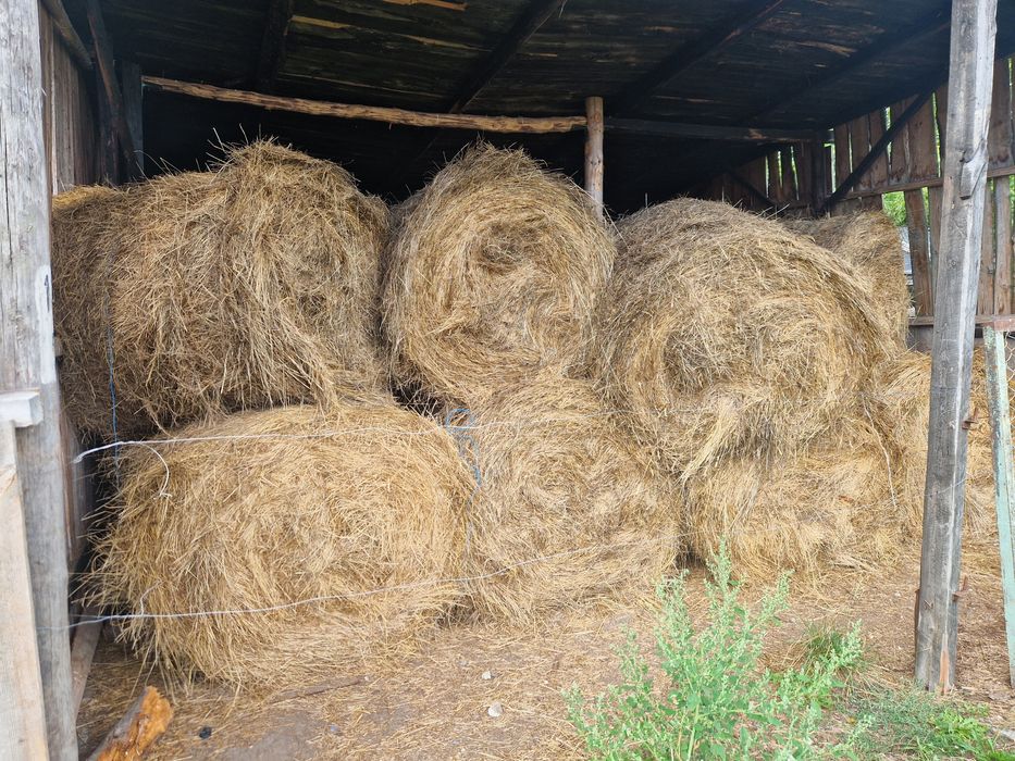 Sprzedam siano zeszloroczne
