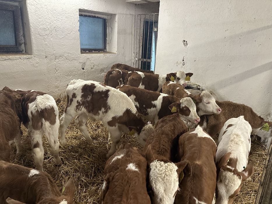 Byczki mięsne simental 80kg