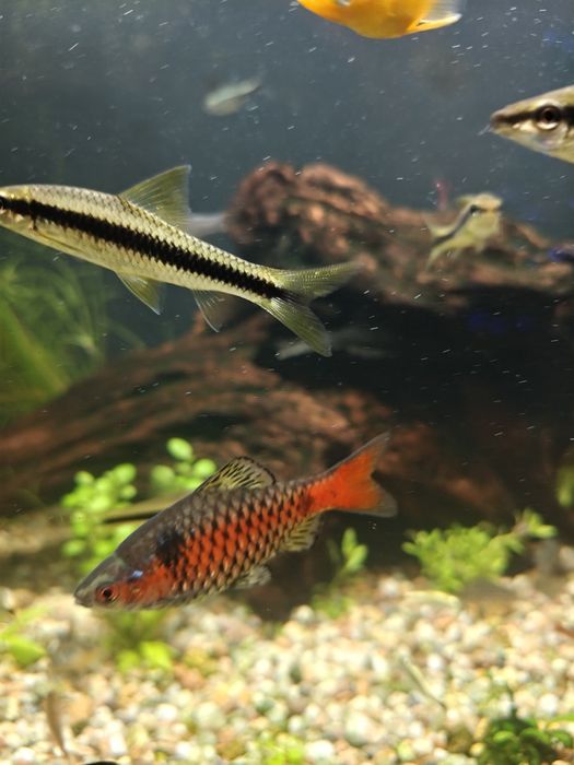 Brzanka birmańska 2 szt