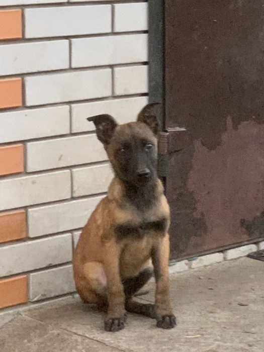 Малінуа бельгійська вівчарка документи КСУ малинуа овчарка