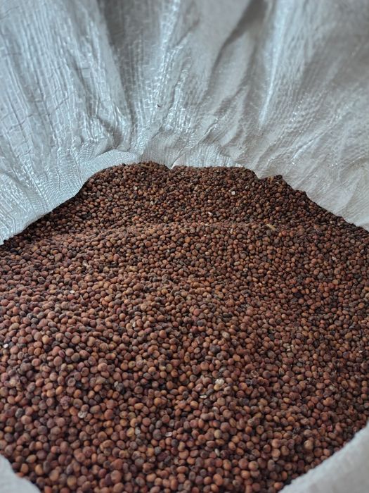 Sorgo czerwone ..